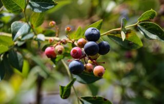 Vitamine der B-Familie: Der unsichtbare Treiber deines Alltags – Meine Reise zu mehr Balance