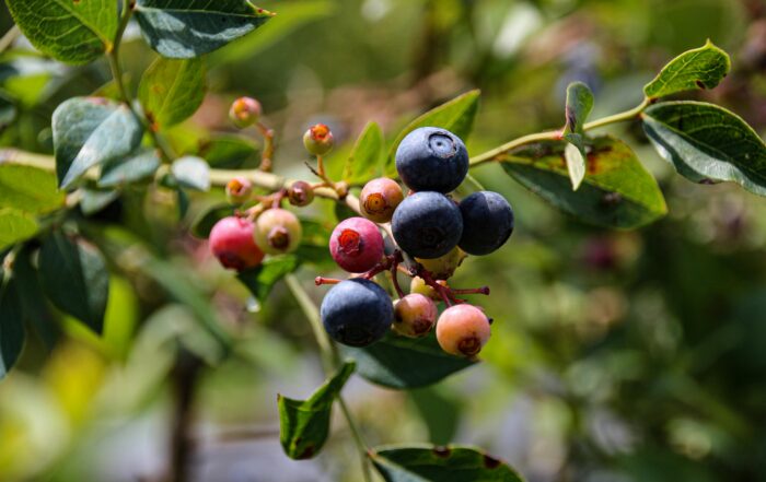 Vitamine der B-Familie: Der unsichtbare Treiber deines Alltags – Meine Reise zu mehr Balance